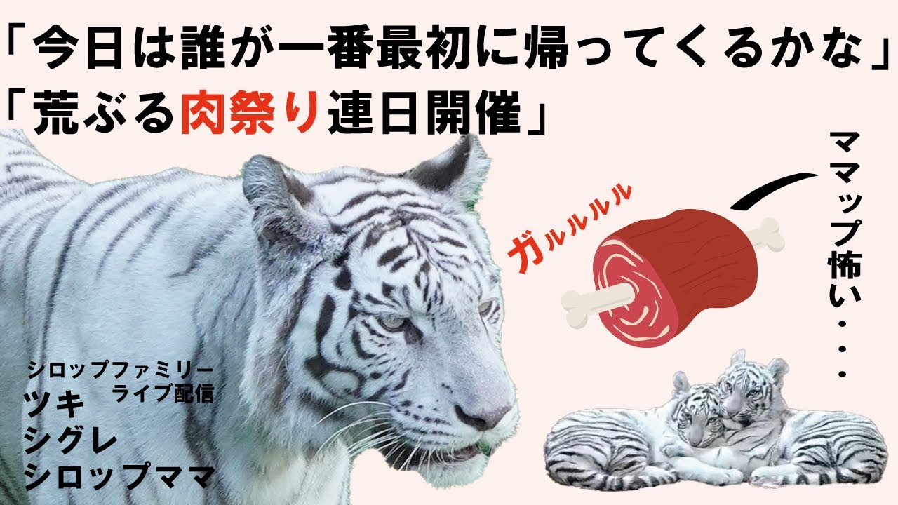 1774907126_maxresdefault-7470304-2625438-jpg